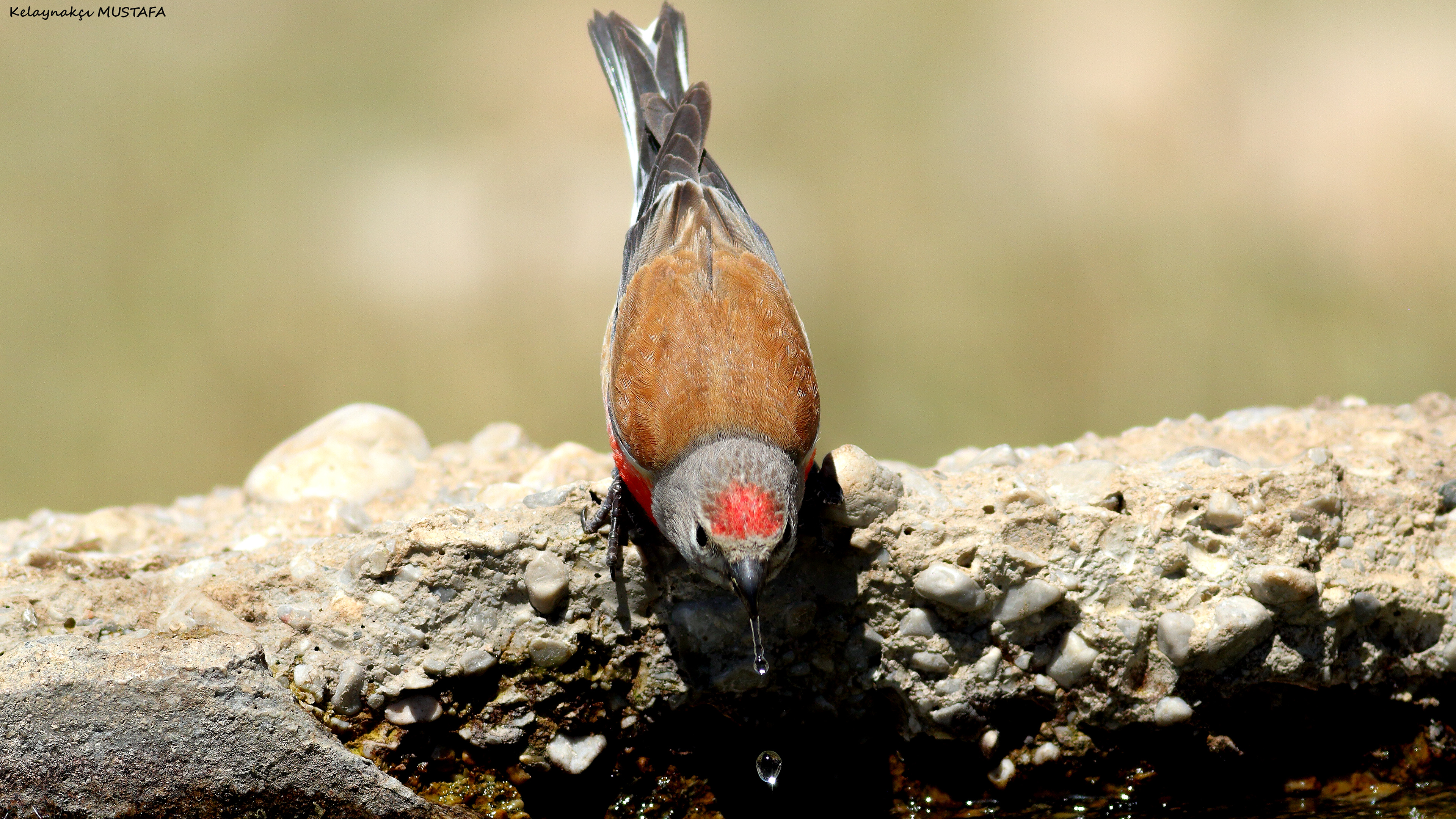 Eurasian Linnet